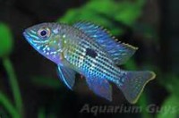 /album/akvaristika-pre-ziakov/akara-modra-jpg/